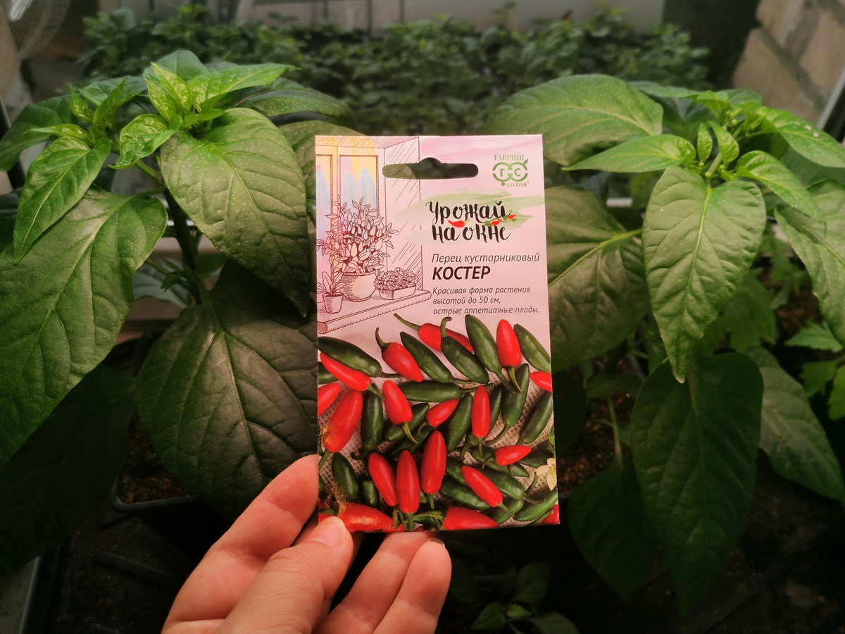 Перец декоративный Костер