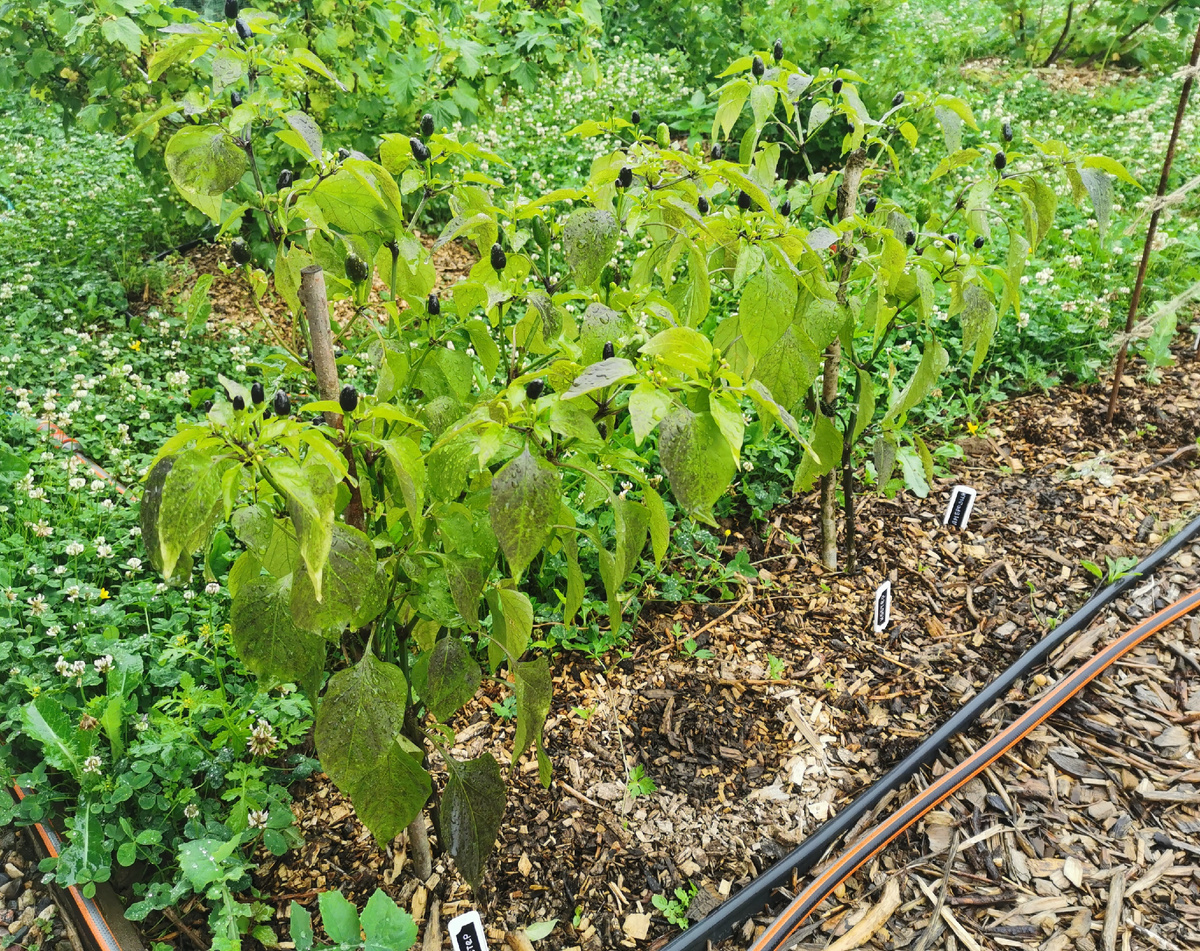 Перец декоративный Костер