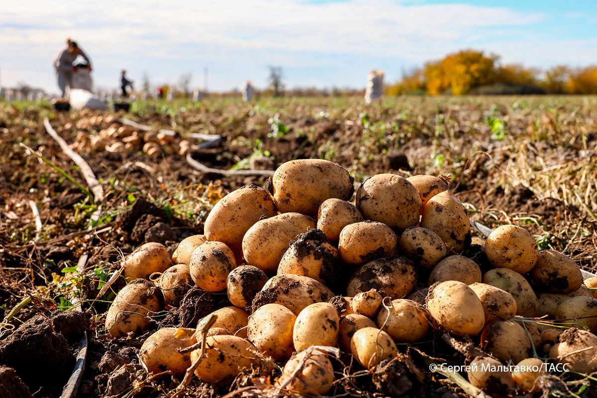    Фото: Сергей Мальгавко / ТАСС