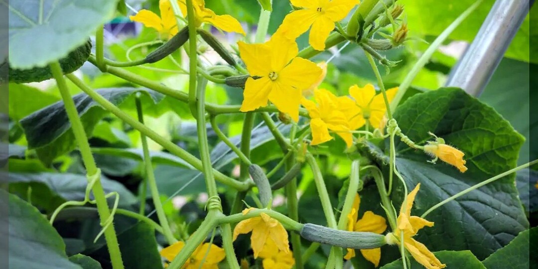 Огурцы к концу июня: подробно разбираем, что обязательно нужно сделать с огурцами перед началом обильного плодоношения
