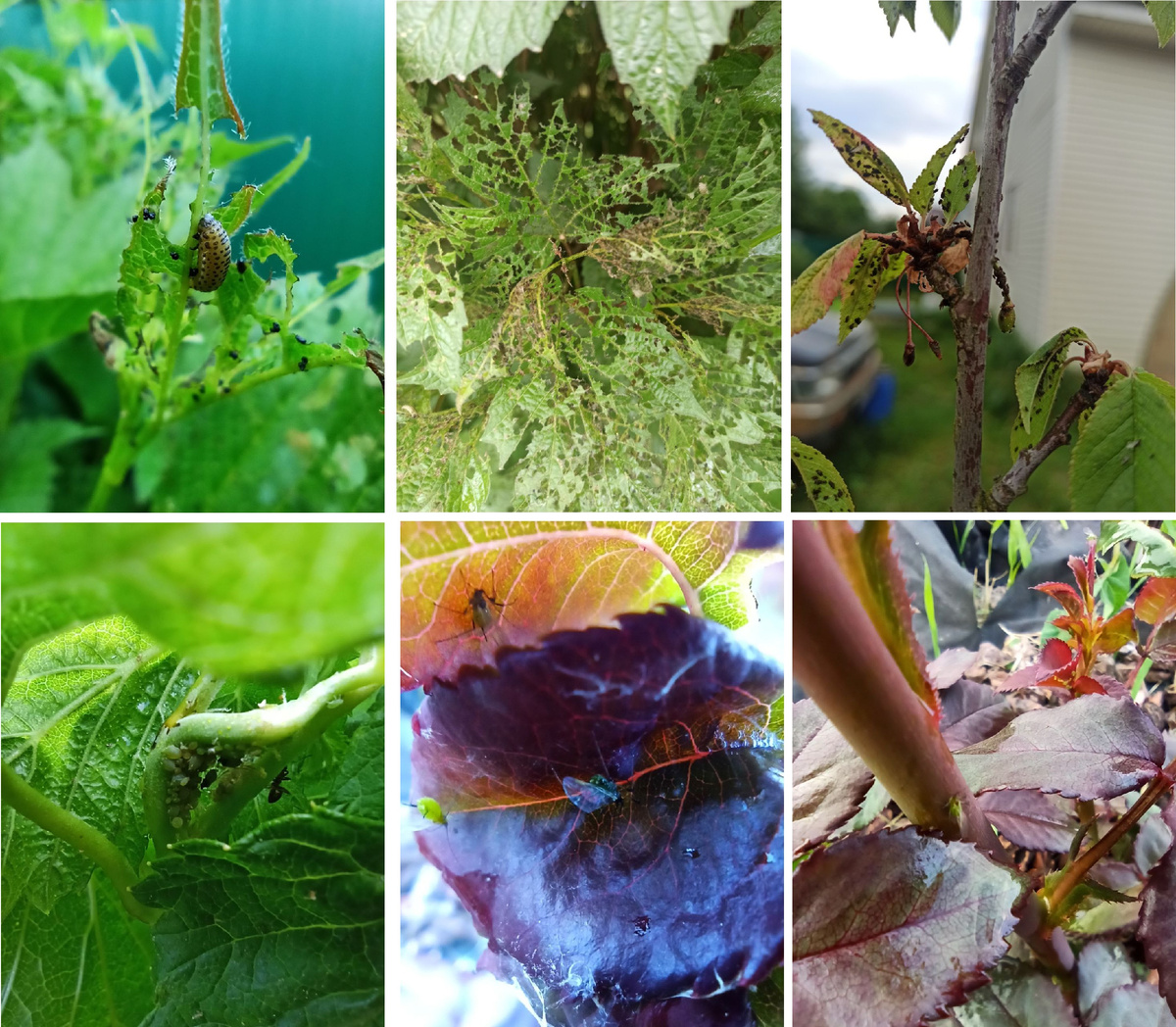 Коллорадский жук на калине, тля ченая на вишне, тля зеленая на смородине