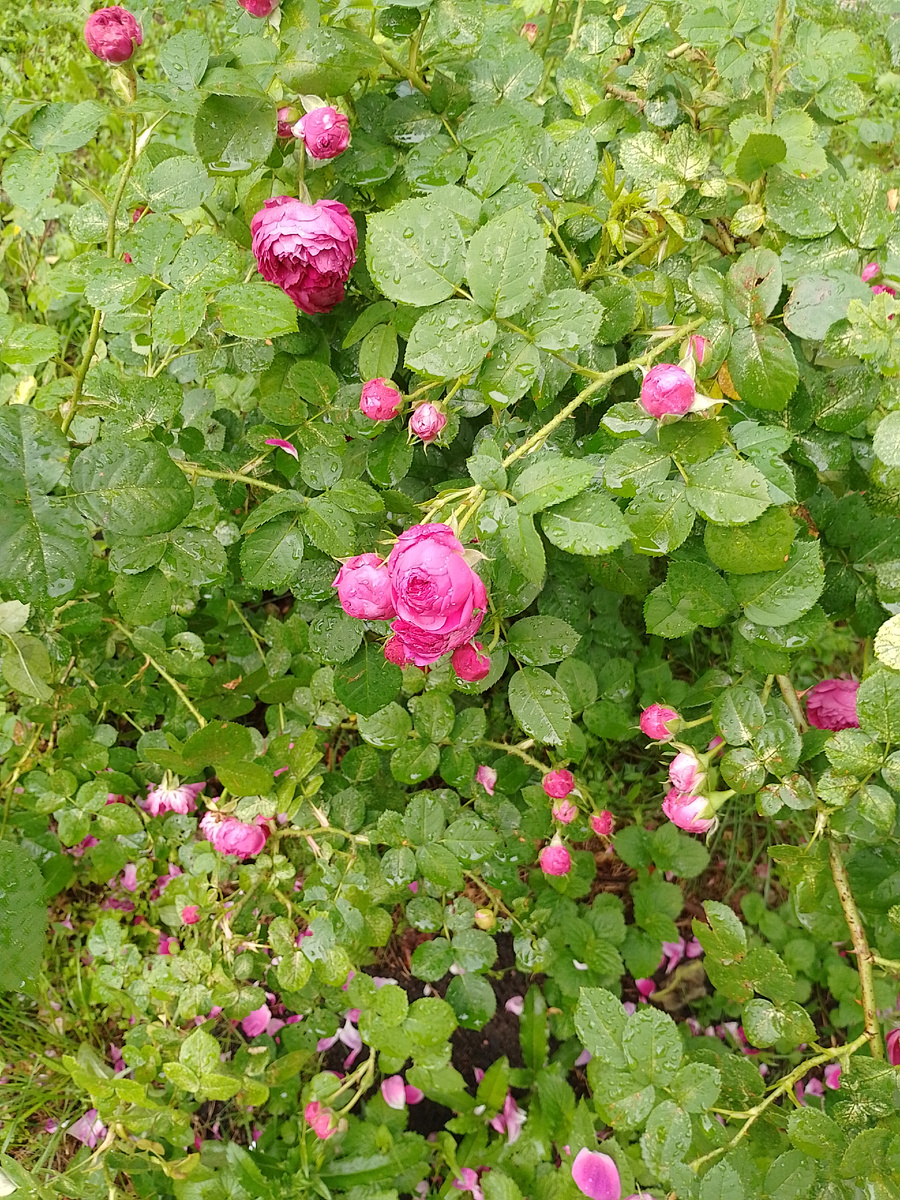 Фото автора.