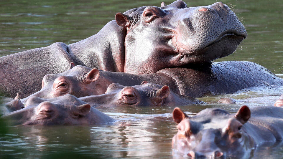 Фото: © Fernando Vergara/AP/TASS 