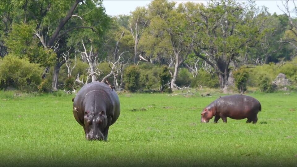 Фото: © Кадр из программы "Невероятно интересные истории", РЕН ТВ
