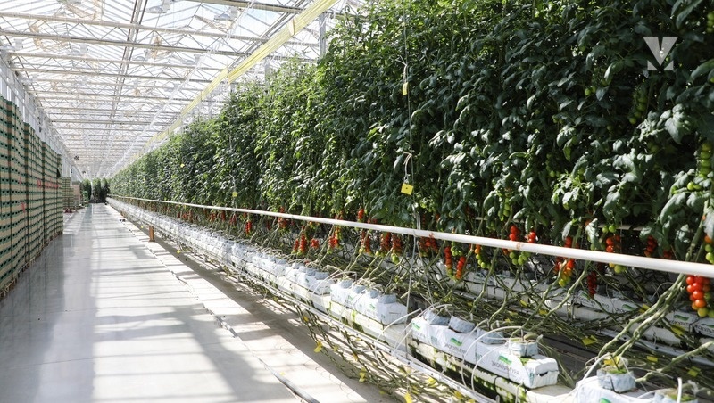      Фото: Дмитрий Ахмадулин / / ИА «Победа26»