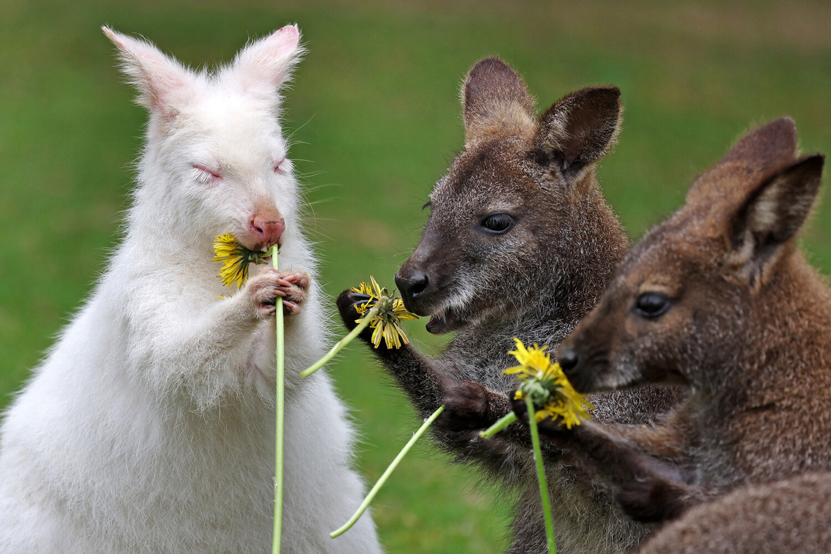 Кенгуру-альбинос в зоопарке в городе Марлов, Германия ©Picture alliance/dpa/Getty Images  📷