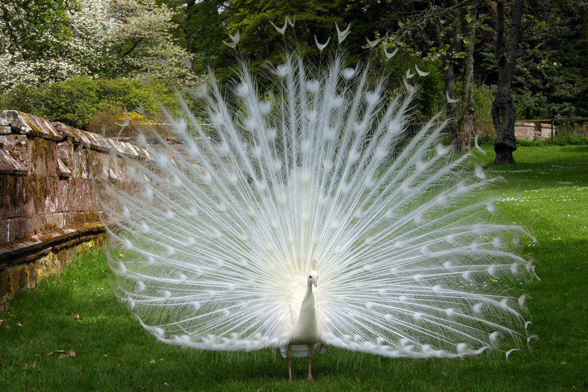 Павлин-альбинос в парке в городе Перт, Шотландия ©Victor Fraile Rodriguez/Corbis/Getty Images  📷