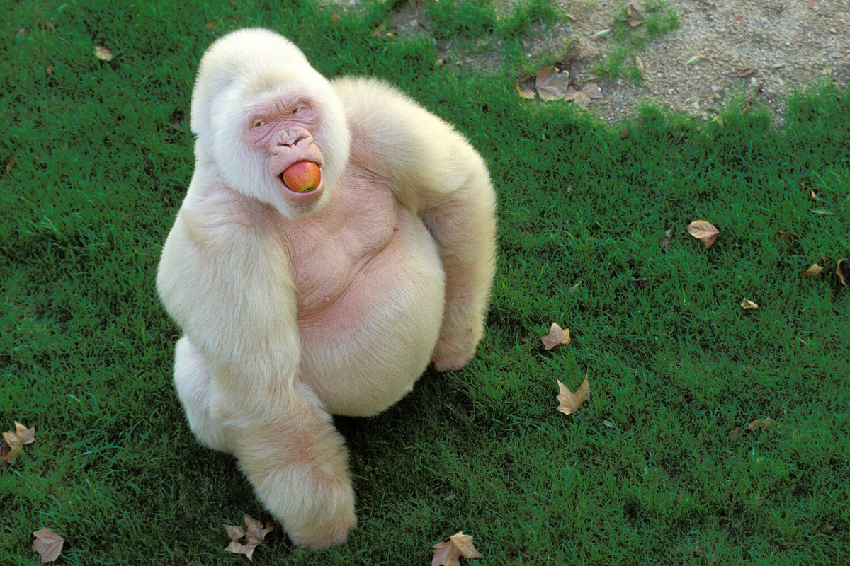 Горилла Снежок в зоопарке Барселоны, Испания, 1996 год. Снежок прожил около 40 лет и умер в 2003 году ©Eric Vandeville/Gamma-Rapho/Getty Images  📷