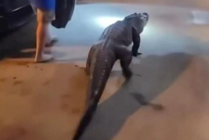 Источник фото: скриншот видео/ New York Post