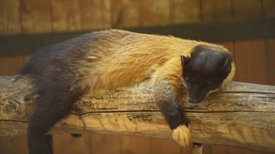     Источник: Новосибирский зоопарк