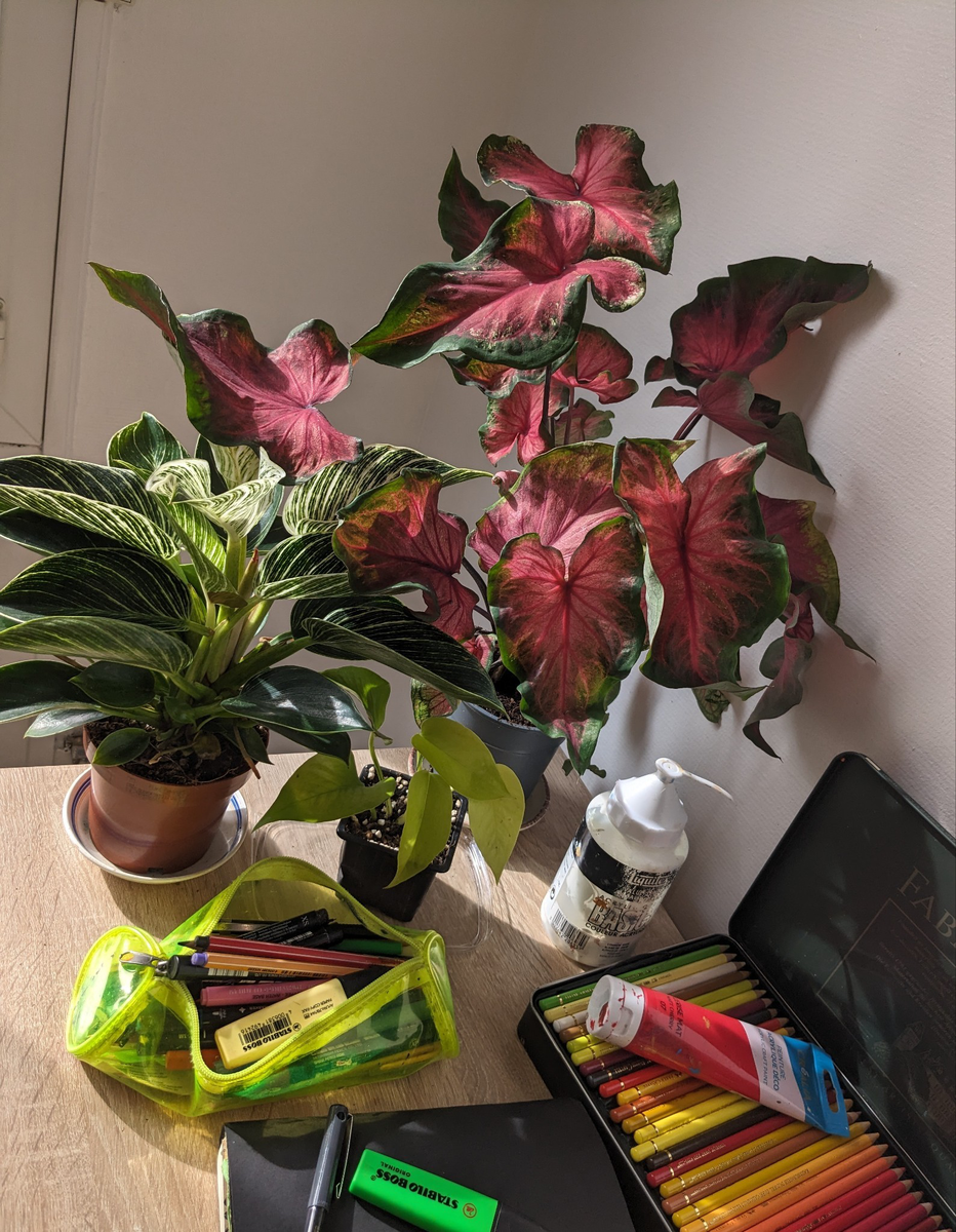 Фото: https://www.tumblr.com/lucane/739059405585268736/my-caladiums-looked-great-this-year-hopefully