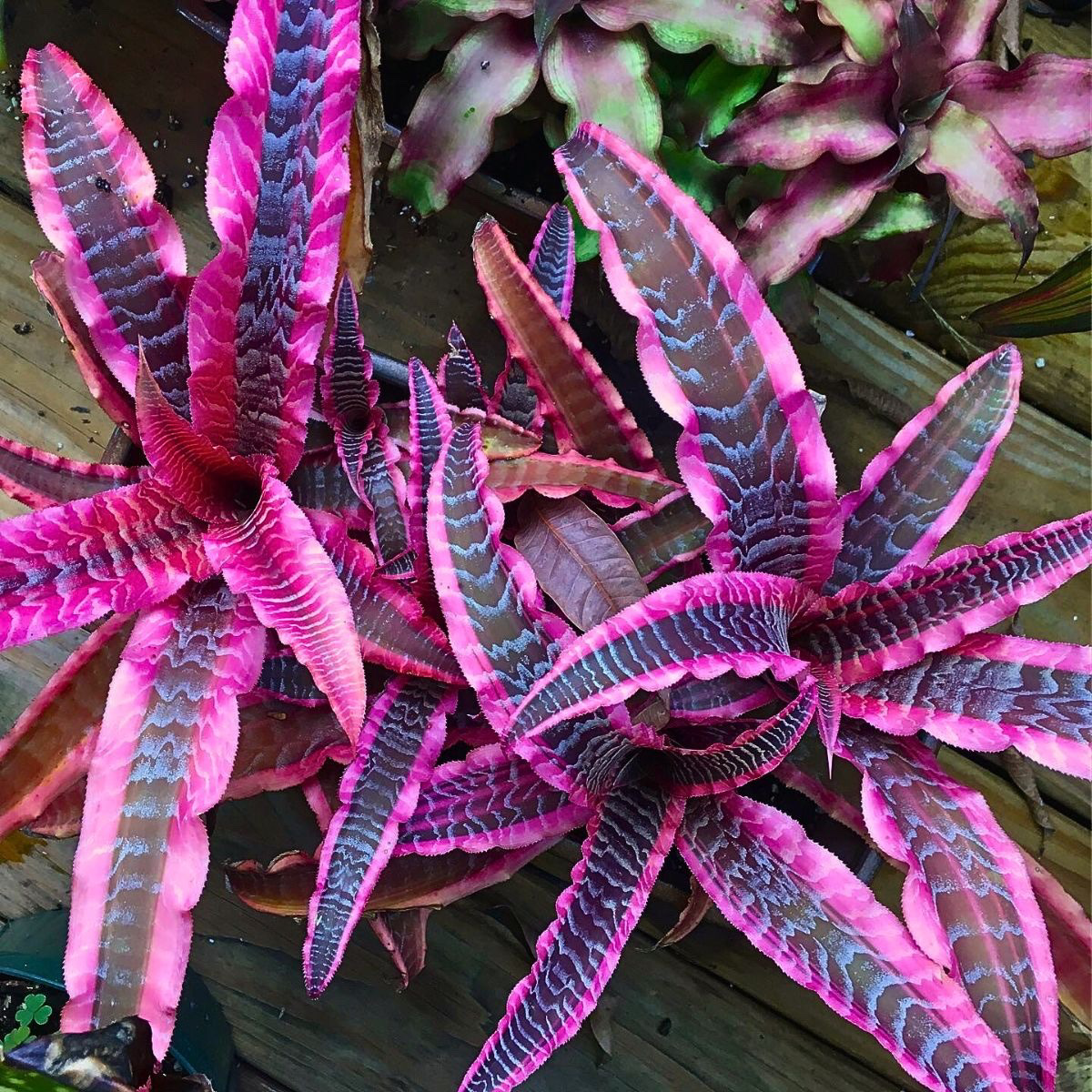 Фото: https://www.tumblr.com/plant-gee/785268732324954112/feminist-vibes-gee-is-an-earth-star-plant