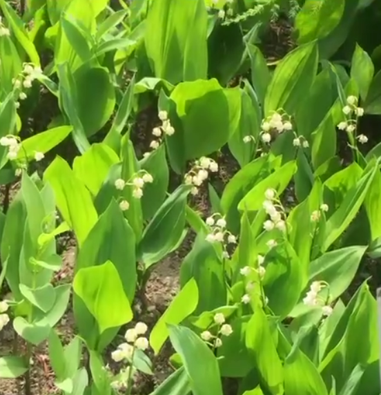 А это я была на плантации по выращиванию ландышей