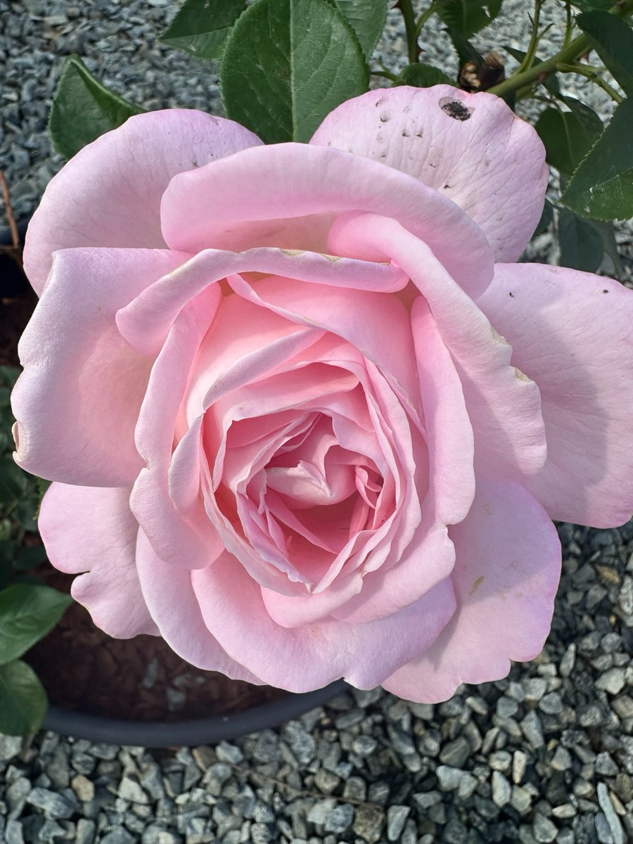 Моя роза, просто так.