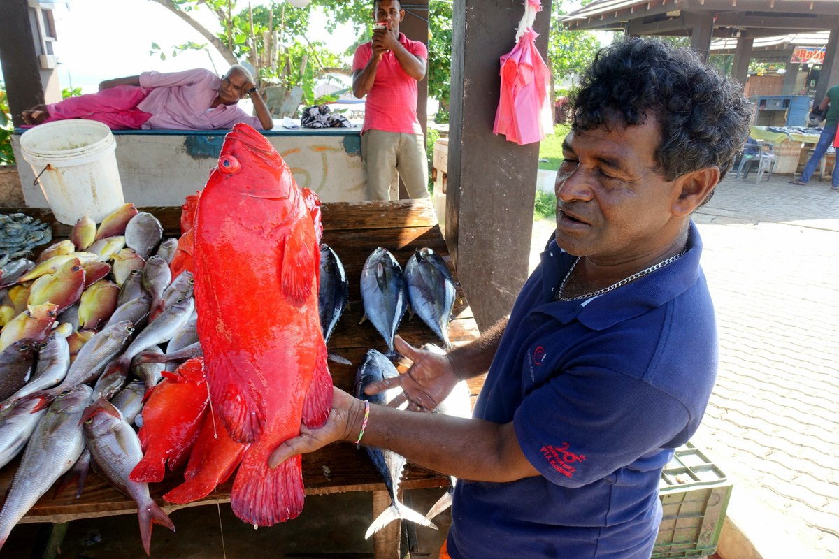 Выбор рыбы в Weligama