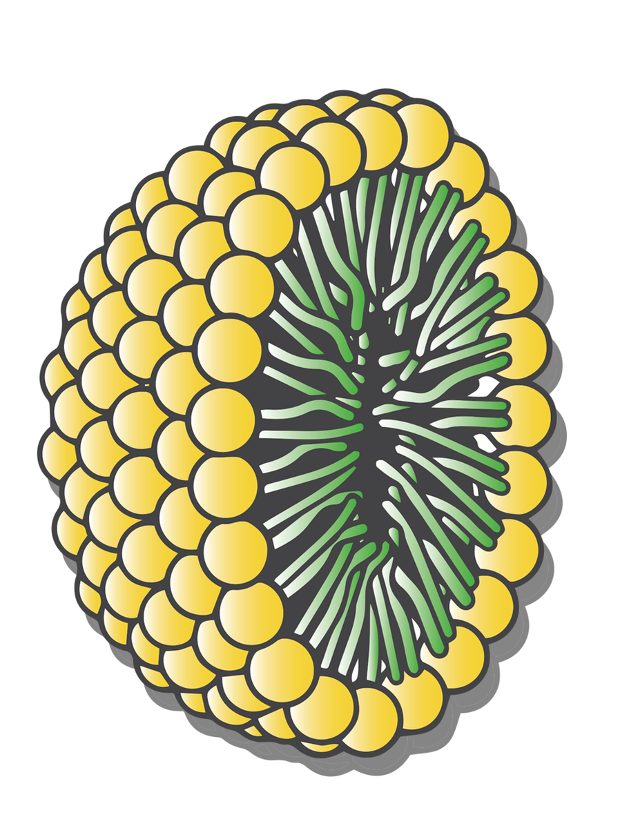 Схематичный вид мицеллы. Картинка взята с ресурсов Яндекса