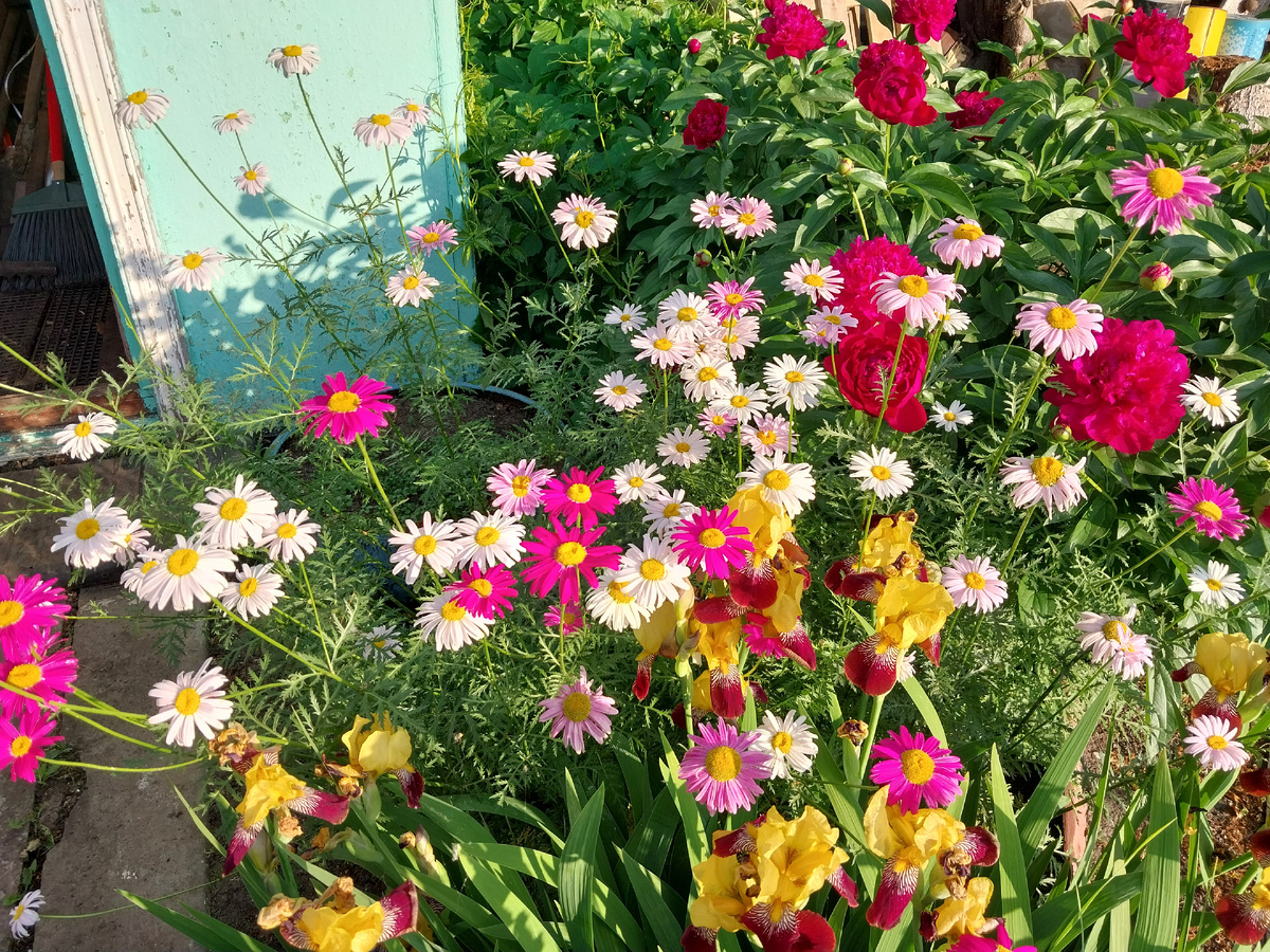 Буйство красок: ромашки, пионы, ирисы.