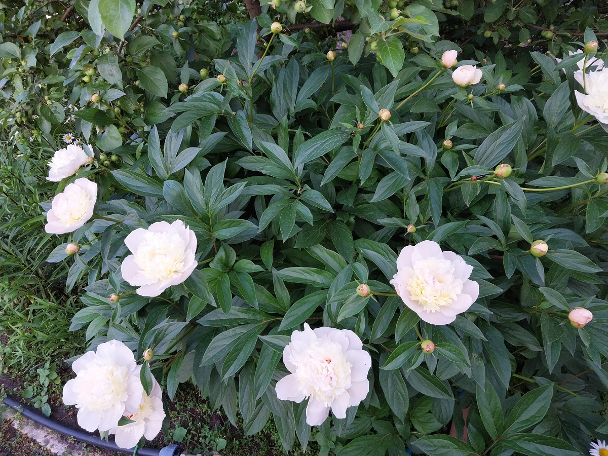 Король элегантности - белый пион.