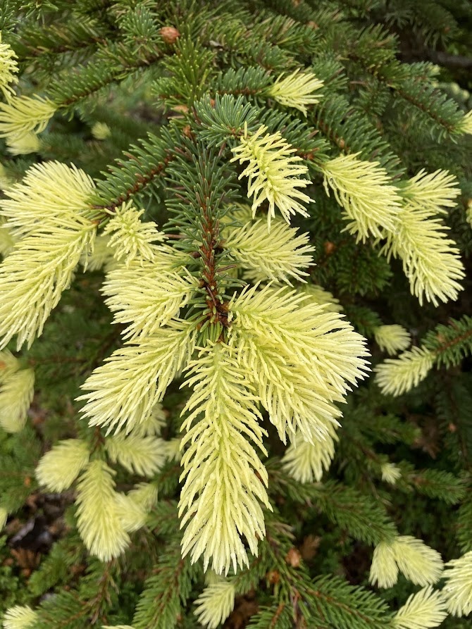 Picea pungens Maigold