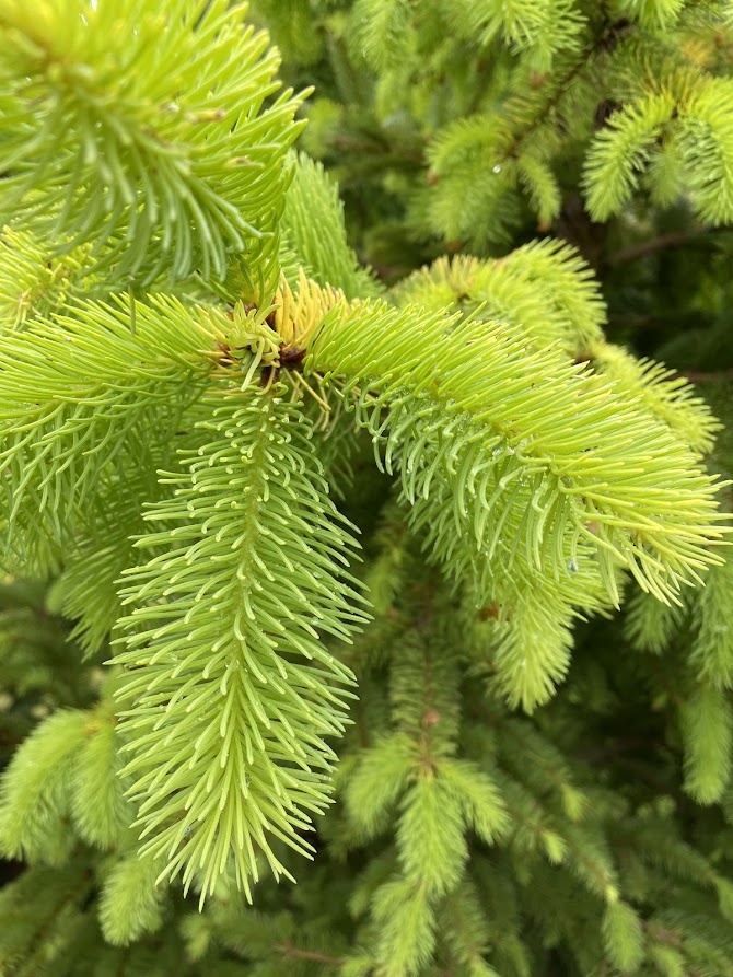 Picea abies Aurea Magnifica