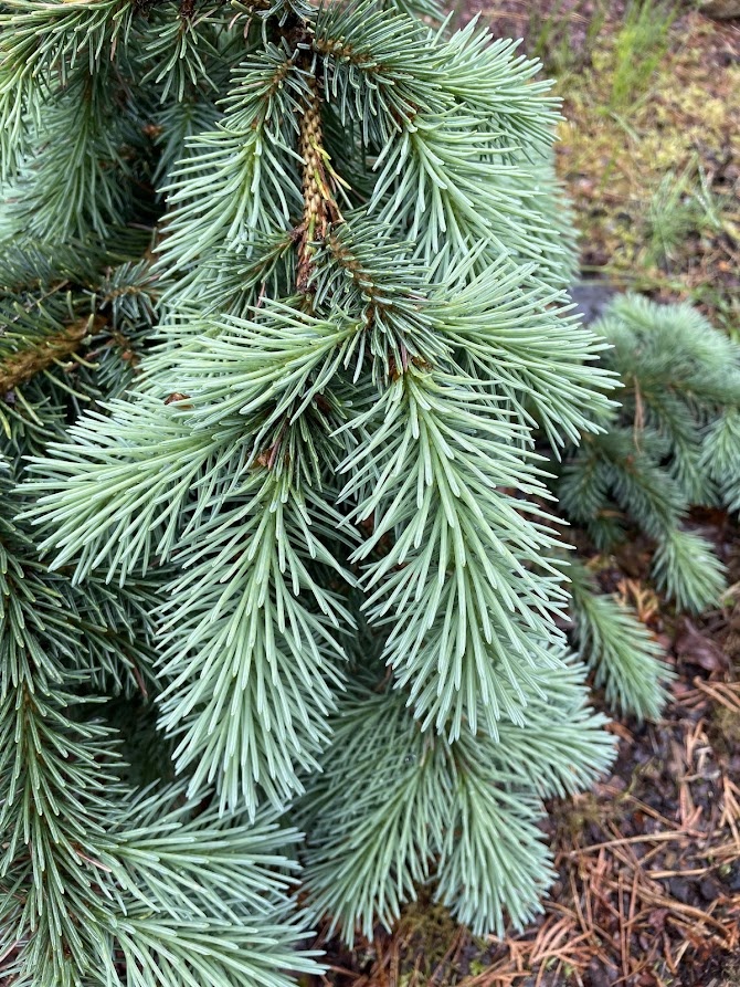 Picea pungens Kosteletz