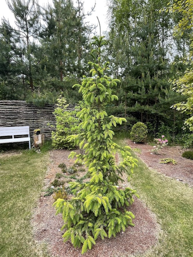 Picea omorika Filip's Spring Sensation 