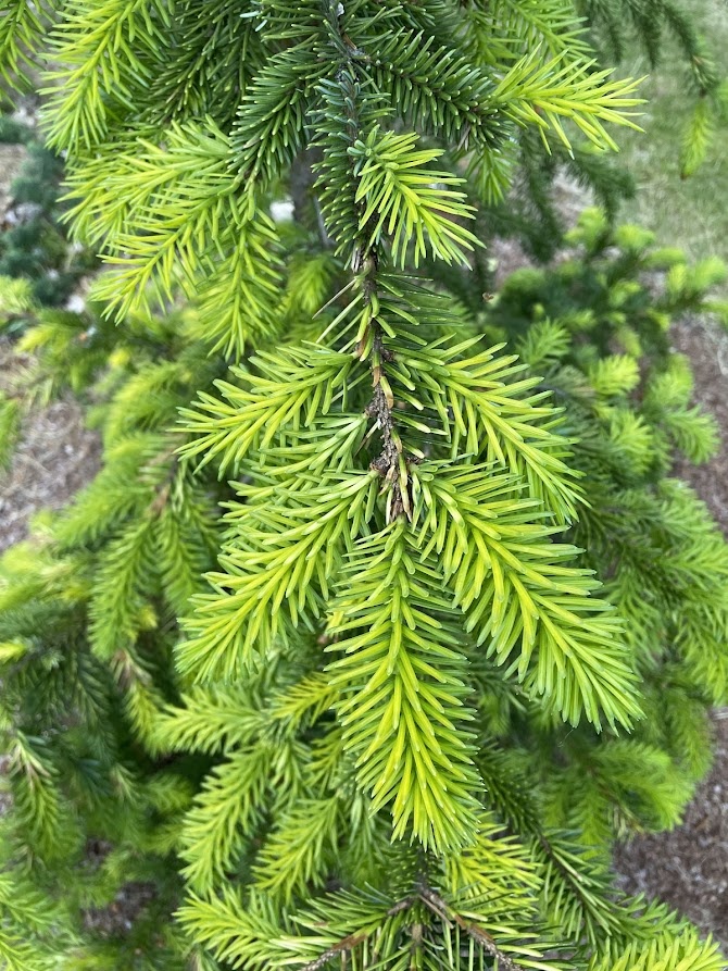Picea omorika Filip's Spring Sensation 