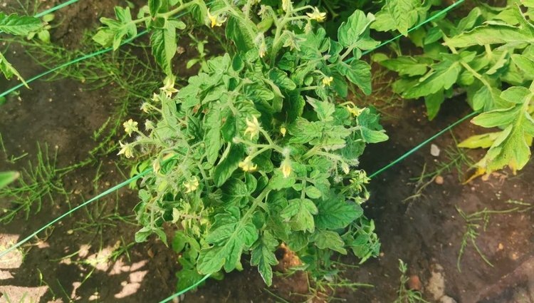    Чем опрыскать помидоры от фитофторы