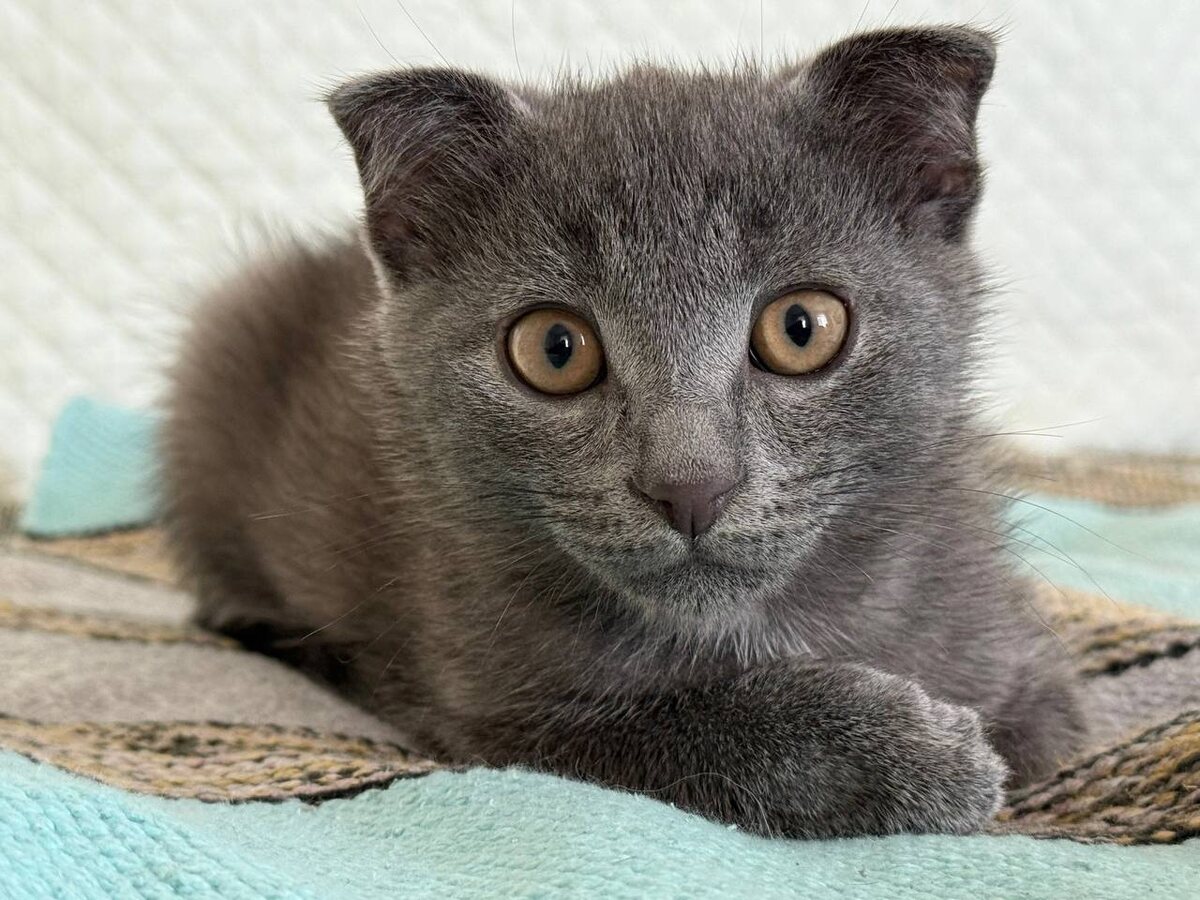 Портрет непоседливого Дымка. Фото из архива автора (сделано на телефон)