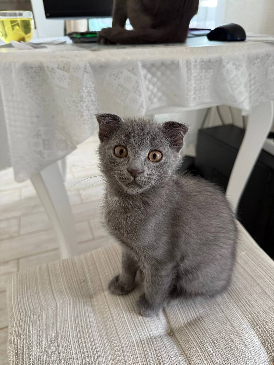 Дымок классический вислоухий кот, которые отличаются выразительными «совиными» мордочками. Фото из архива автора