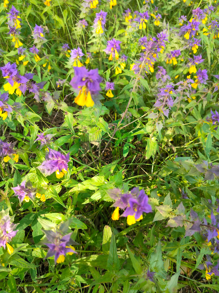 Красивые цветы, их целые поляны