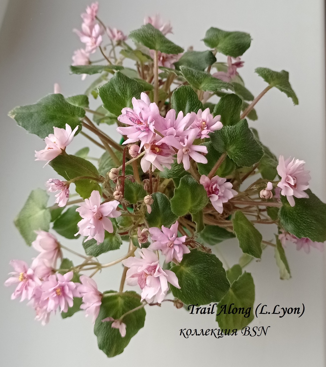 Первое цветение