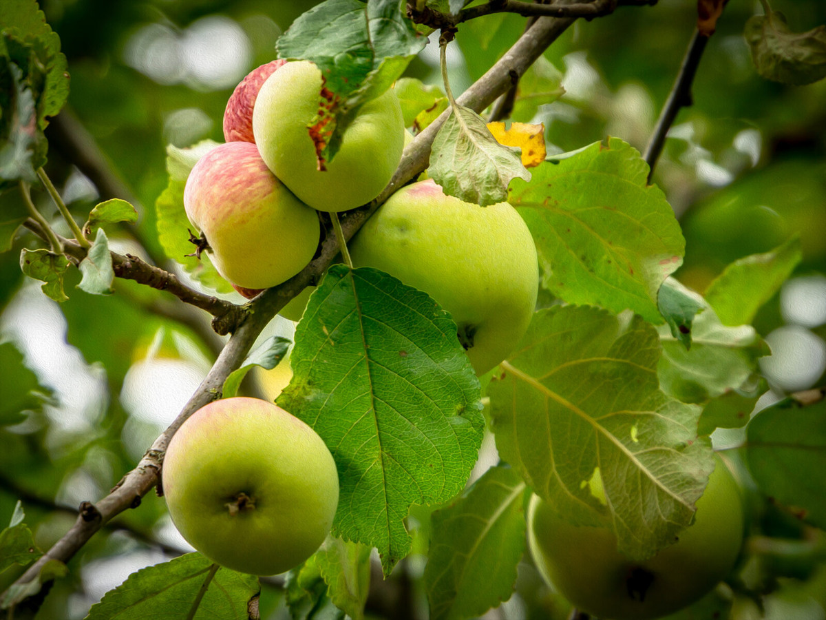 Наши яблочки