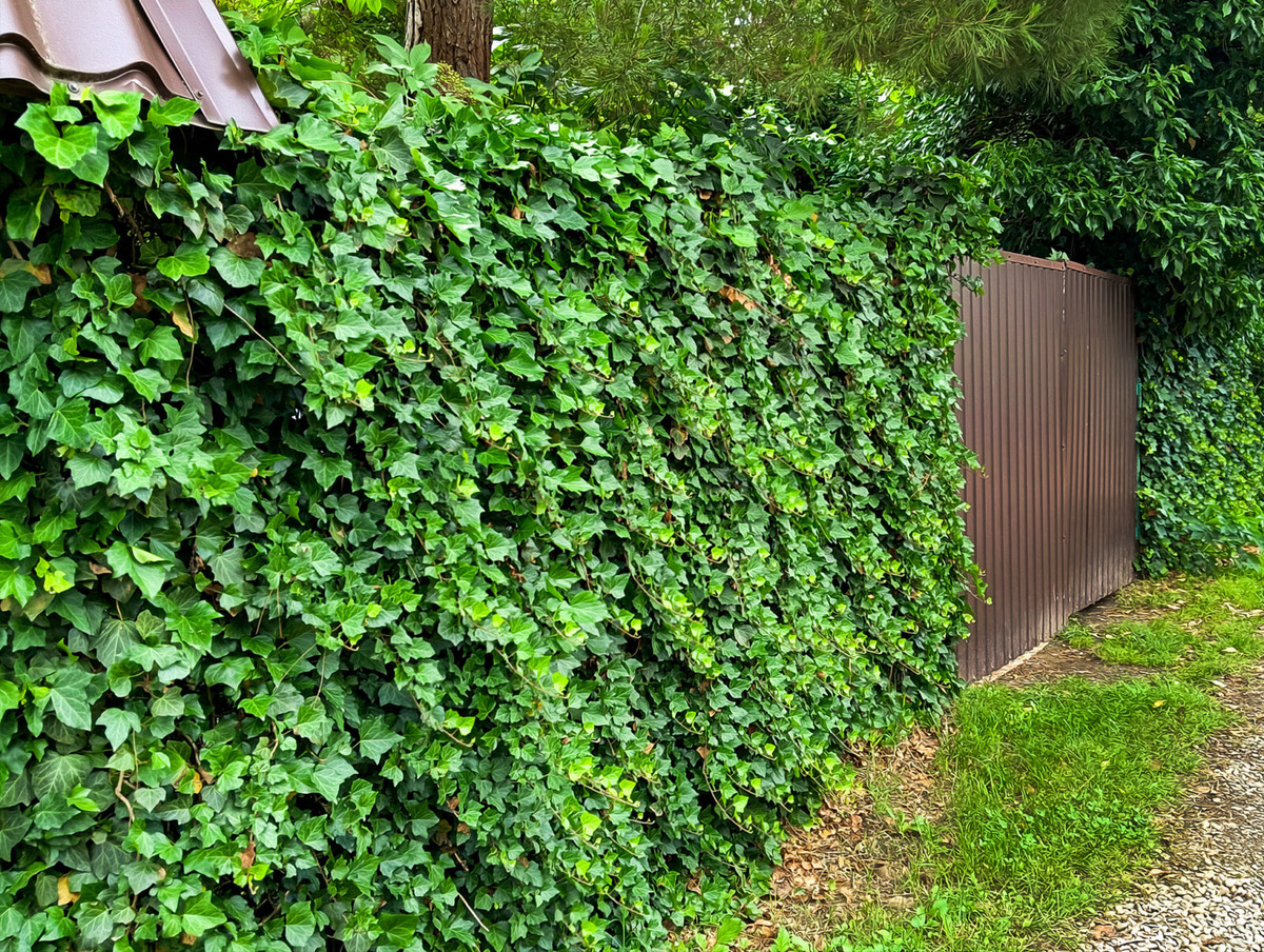 Наш плющевый забор сейчас