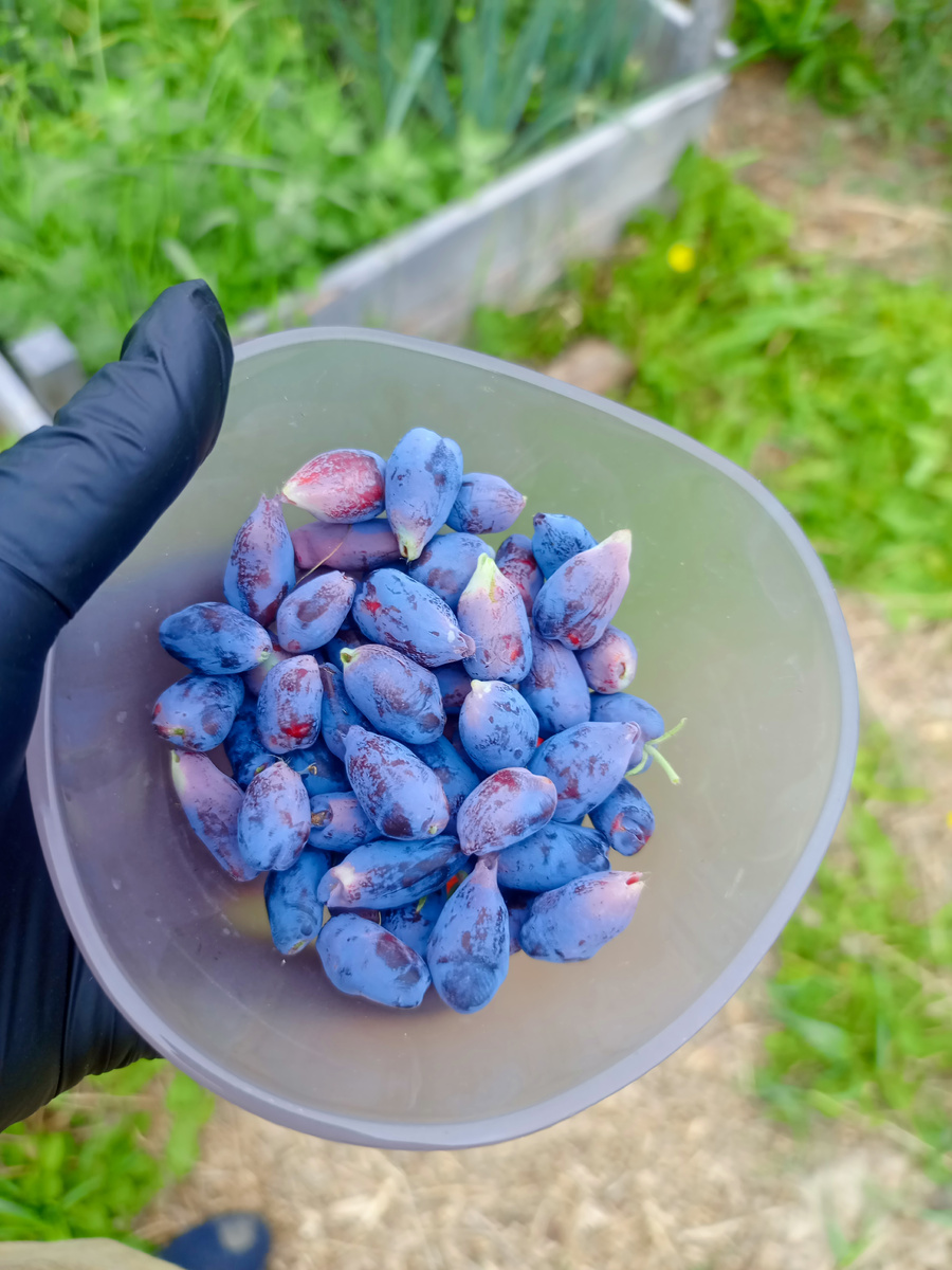 Первые ягоды в 2025 году