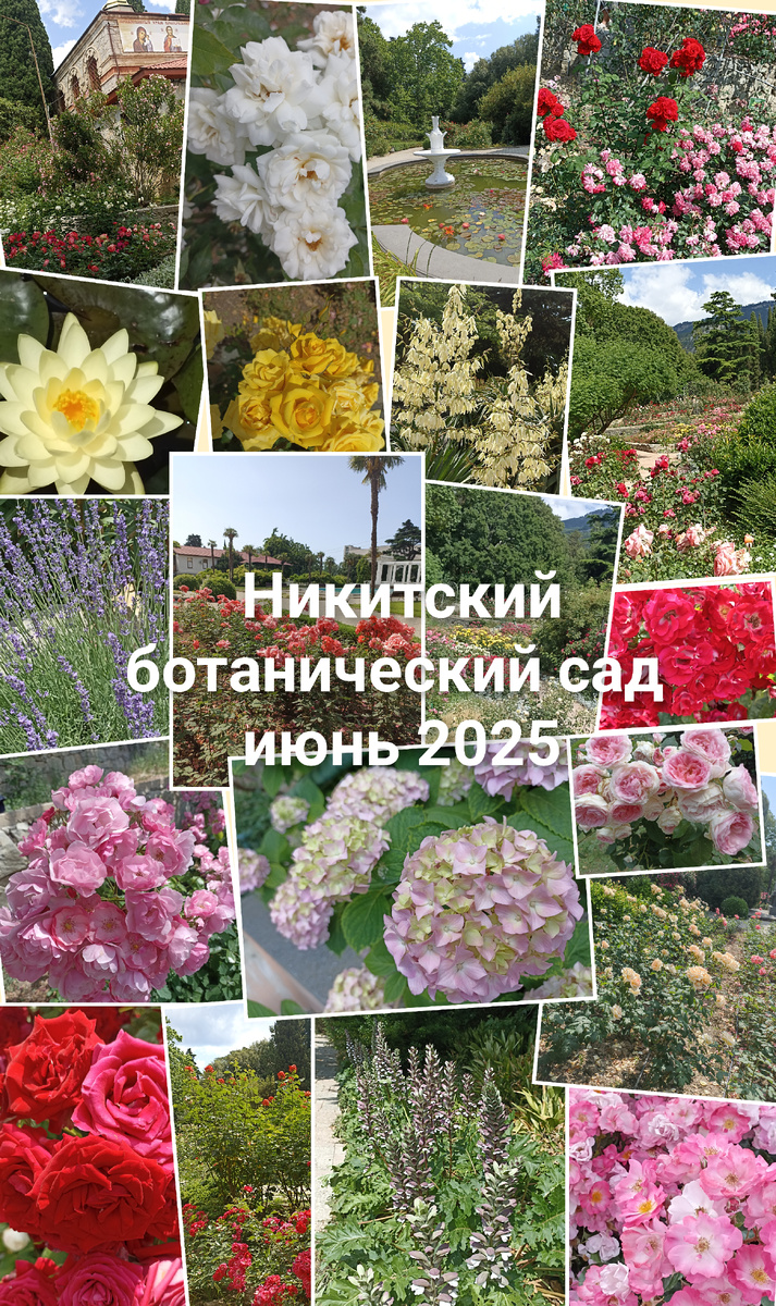 Никитский ботанический сад 