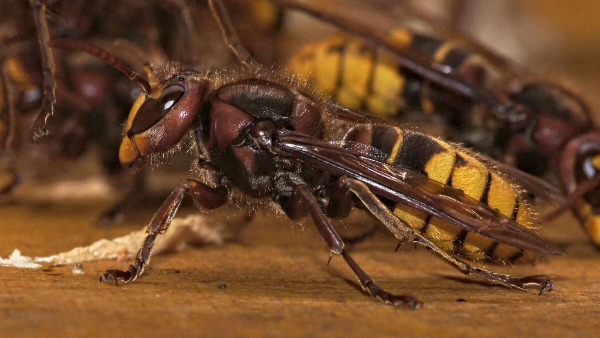     Автор: wikimedia.org