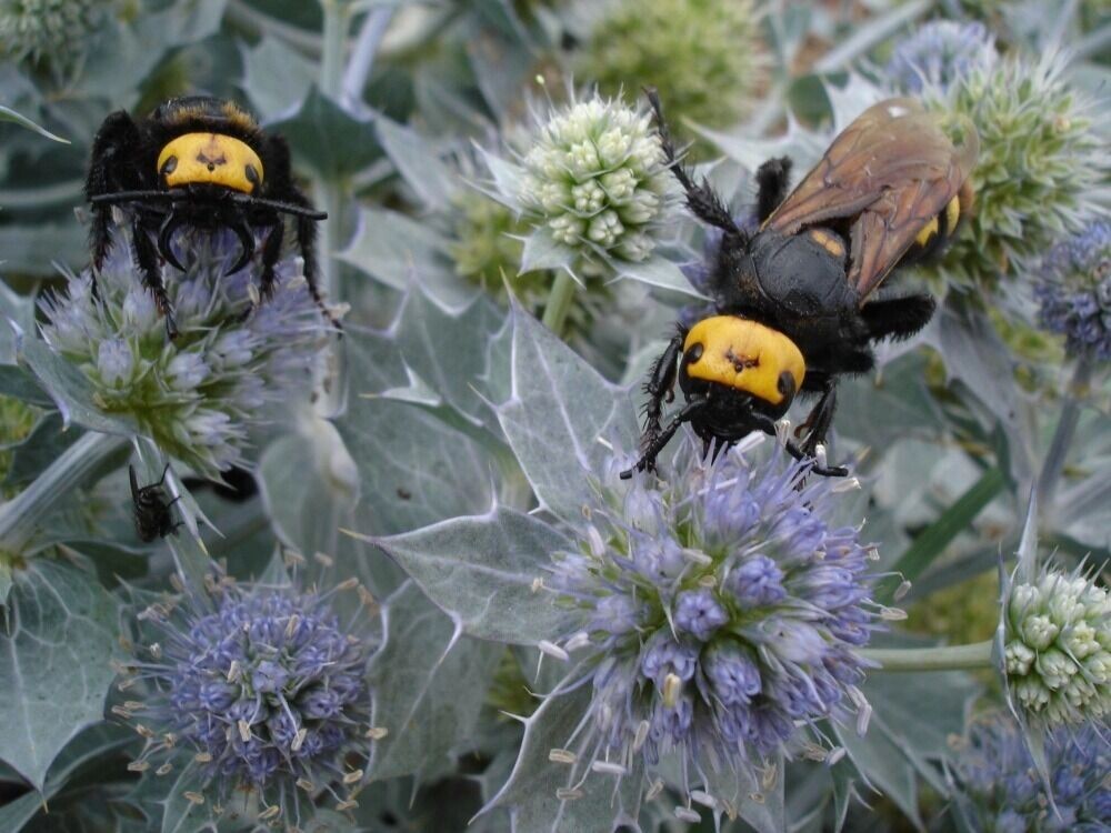     Автор: wikimedia.org