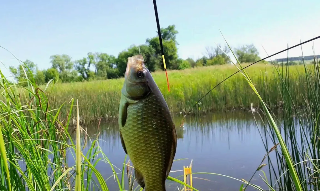 Ловля карася летом. Источник фото kasheloff.ru
