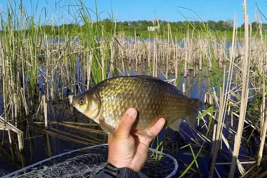 Ловля карася летом ранним утром. Источник фото kasheloff.ru