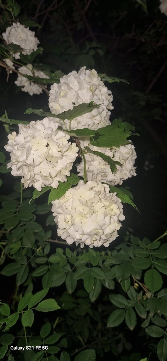 Это в нашем дворе такая красота была весной)