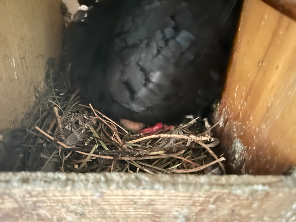 Братец у голубка вылупился - розовый комочек под защищающей его мамашей. Комочек этот теперь - единственный смысл родителей. А первого они теперь в упор не видят.