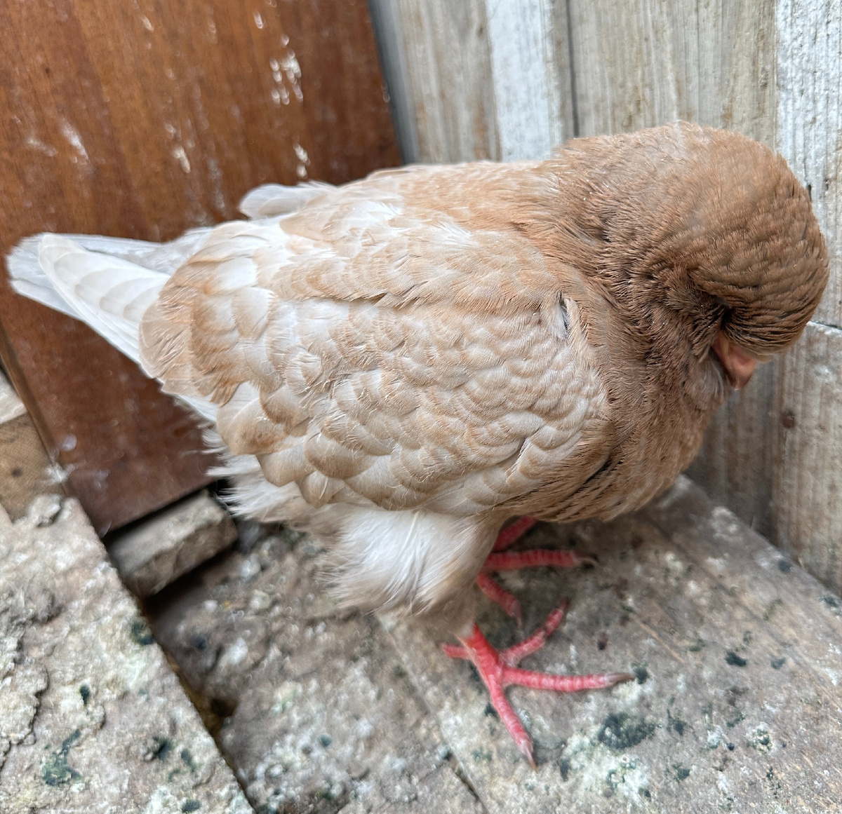 Если птица выглядит вот так - обманывать себя уже нет смысла: еще чуть - и сдохнет.