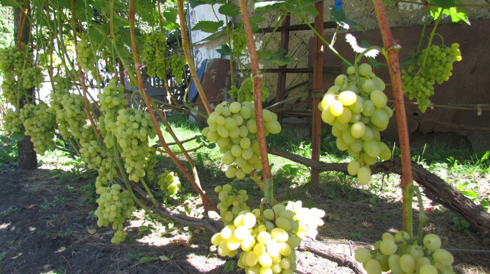    Гигантский виноград: секреты нового фитопродукта, который захватил магазины