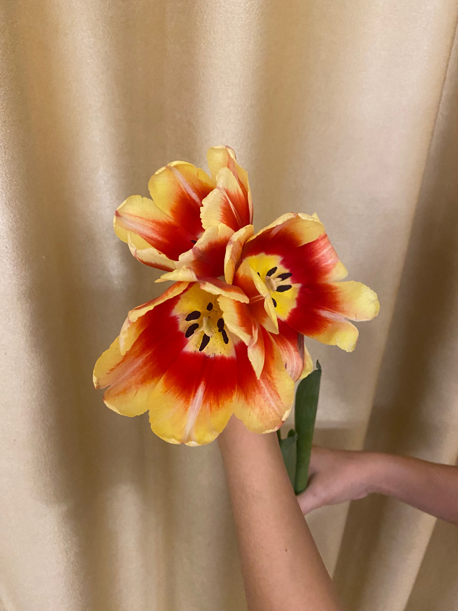 Фото тюльпанов.