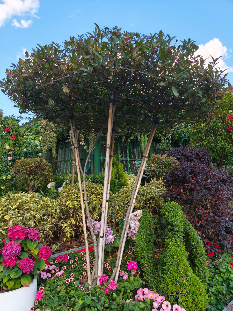 У входа с двух сторон такое "дерево". Взяла на заметку