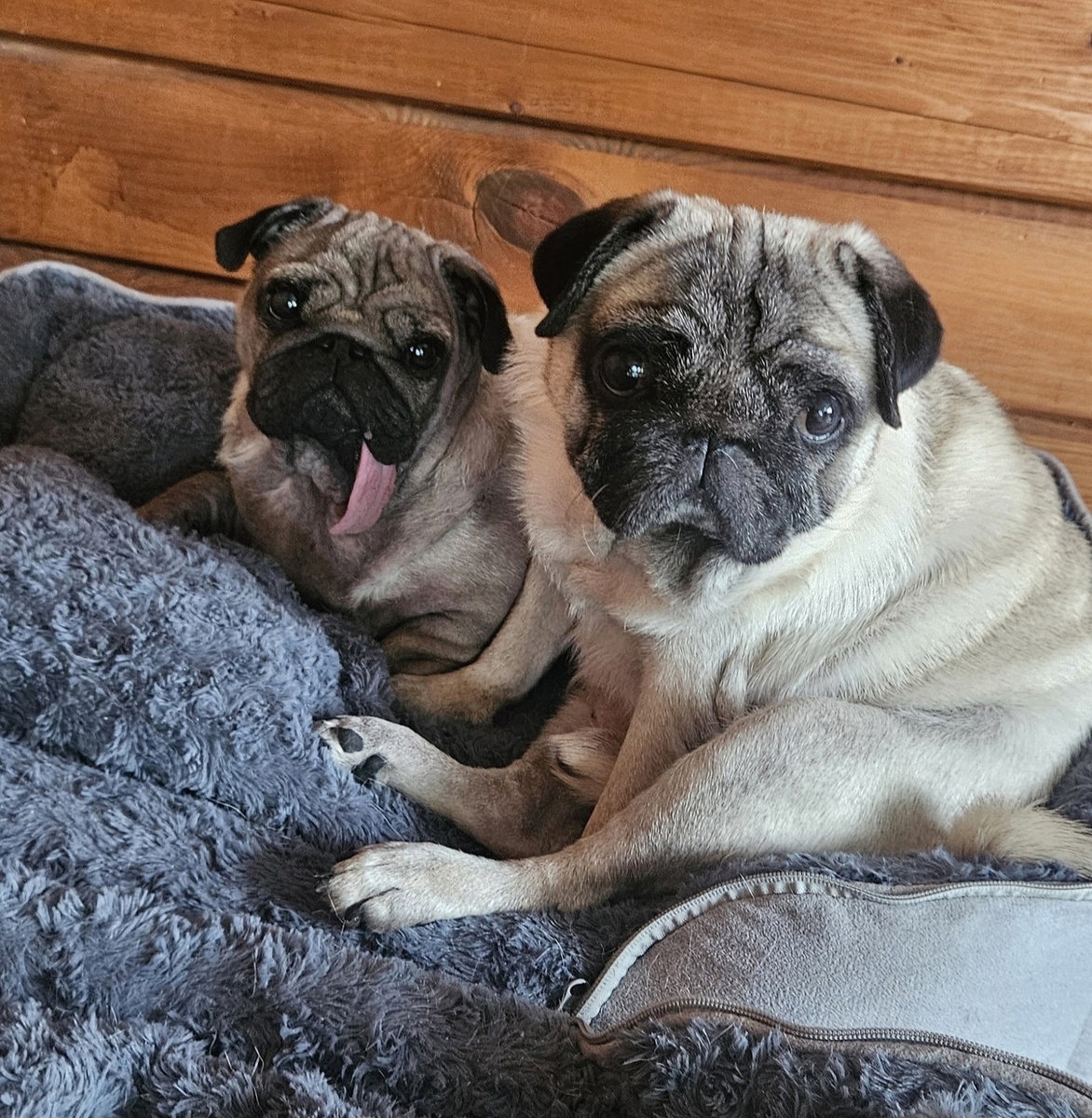 Рик и Морти 