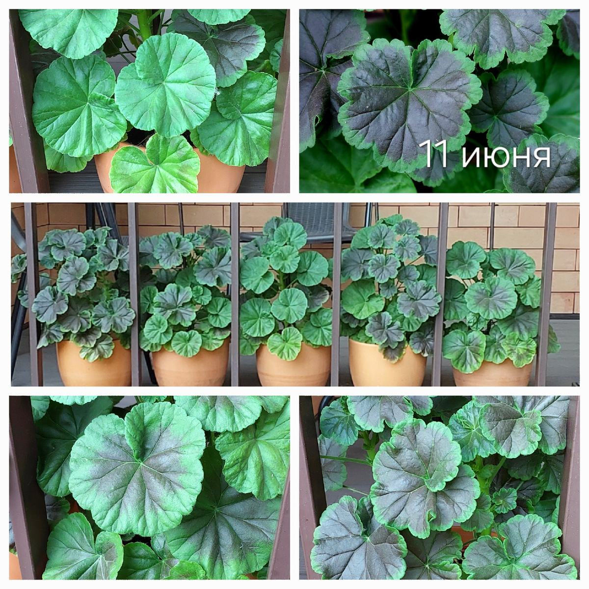 Пеларгонии. Пока только листья.