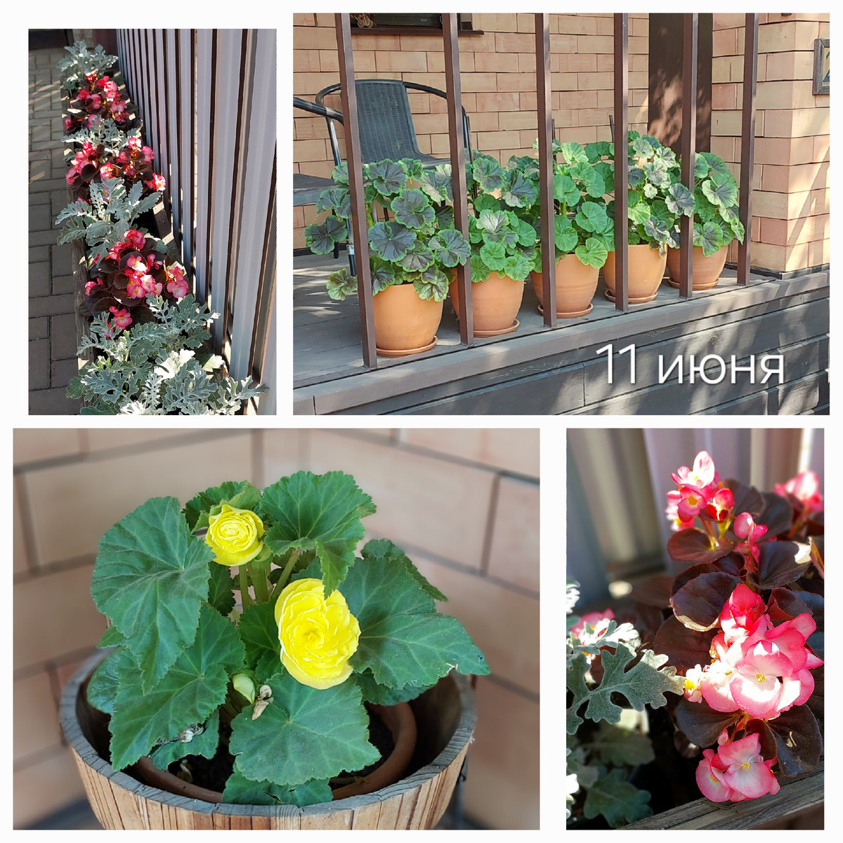 Цветы в горшках