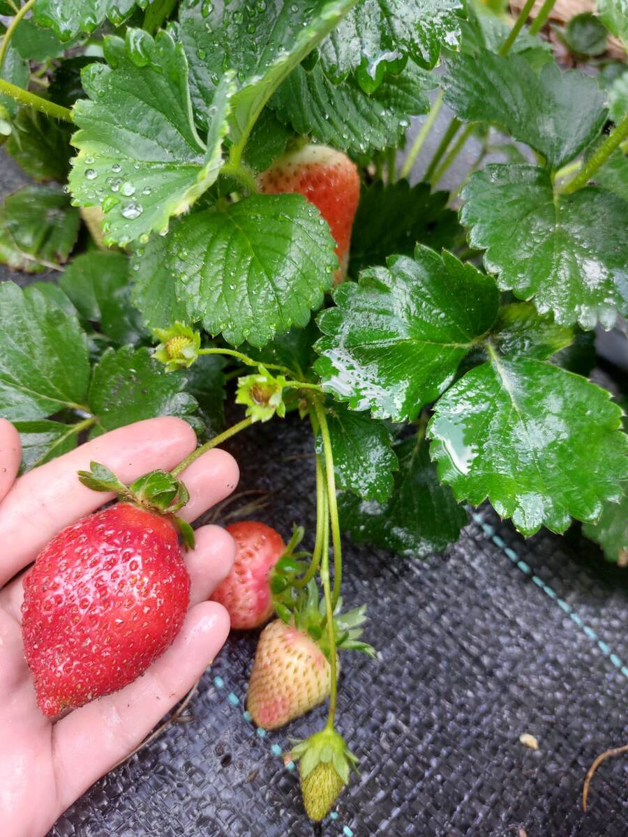 Клубника в дождливую погоду